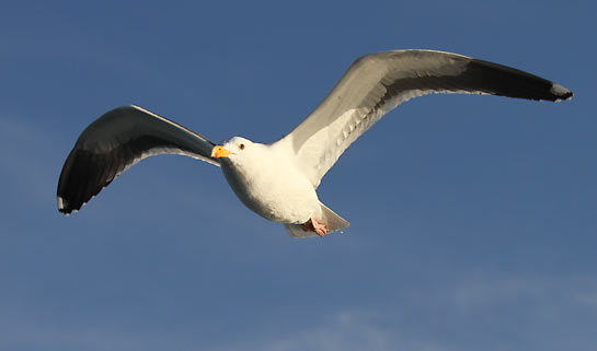 San Diego Seagull